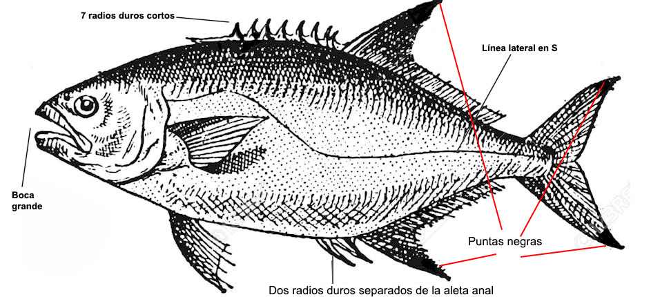 Lichia amia _001.jpg